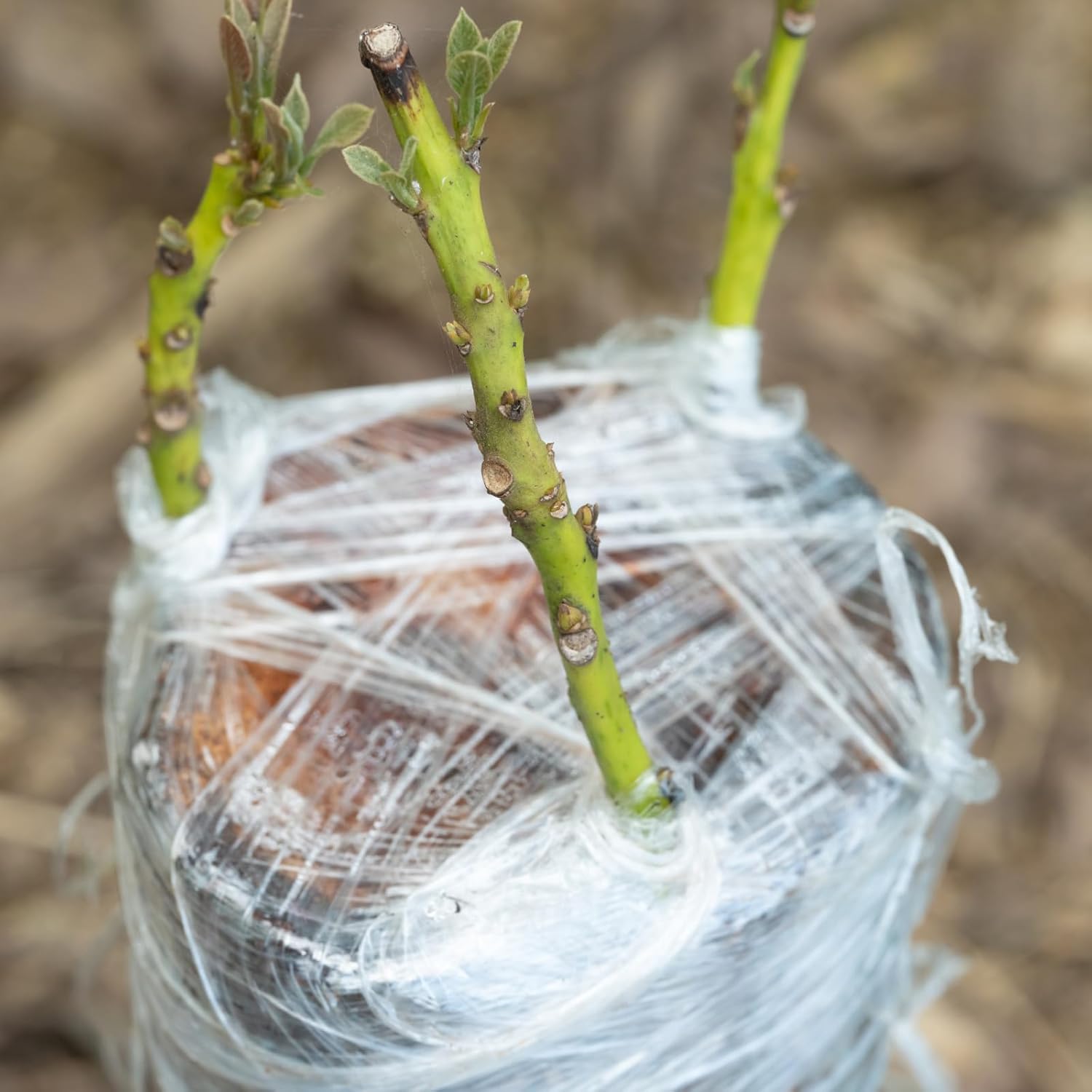 Eco-Friendly Biodegradable Gra - đánh giá và giá Grafting Tape